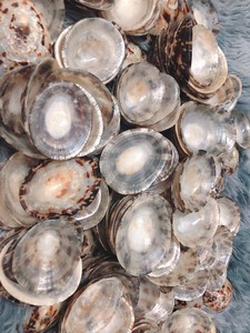 Vietnam Organic Material Eco-Friendly Oval Crushed Limpet Shells Handicrafts for Breastfeeding <b>Bra</b> Design <b>BLUE</b> LOTUS Souvenir - Product Image 2