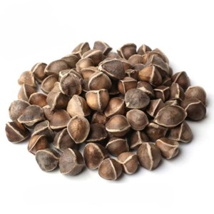 Graines de Moringa oleifera en gros, graines de Moringa naturelles de qualité supérieure, graines d'arbre à bâtonnets indiens en gros - Product Image 2