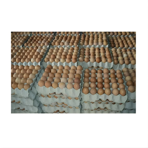 ไข่ไก่สด ไข่ขาว ไข่คุณภาพสูง โปรตีนสูง อาหารสดจากฟาร์ม เกรดอาหาร ขายส่ง จำนวนมาก ผู้จัดจำหน่าย ไข่เกรดอาหาร - Product Image 4