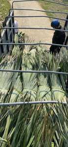 Veines et fibres de palmier séchées brutes pour la fabrication de tapis, matériau naturel durable pour l'artisanat, feuilles de palmier séchées - Product Image 3