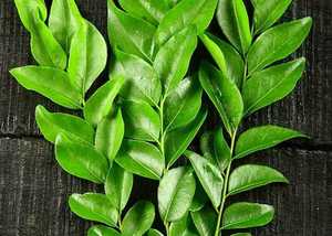 Hojas de Curry Secas Esenciales, Ingrediente para Procesamiento de Alimentos, Restaurantes y Fabricantes de Salsas - Product Image 2