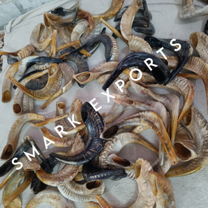 Shofar de cuerno de carnero pulido respetuoso con el medio ambiente hecho a mano | Ceremonias religiosas Prácticas espirituales | Celebraciones culturales del festival | - Product Image 1