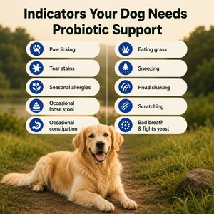 OEM Dog Probiotic Chews with Digestive <b>Enzymes</b> Gut Health Support Gas Relief Stool Balance & Healthy Digestion for All Dogs - Product Image 4