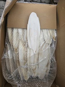 Hueso de Sepia Seco, Hueso de Sepia Picado para Mascotas, Tortugas, Caracoles, Tamaño 10-20mm, Fortificador Natural de Calcio, Exportador de Vietnam - Product Image 4