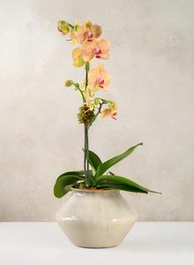 แจกันเซรามิกสีน้ำตาลมอคค่าสไตล์เรียบง่าย รูปทรงโค้งมน เคลือบเงาอย่างดี พร้อมสัมผัสอุ่นๆ เหมาะสำหรับตกแต่งพื้นที่อยู่อาศัยที่ทันสมัยและอบอุ่น - Product Image 6