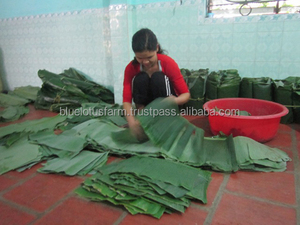IQF-Hoja de hojas de plátano de Vietnam, producto agrícola al por mayor, buen precio - Product Image 6
