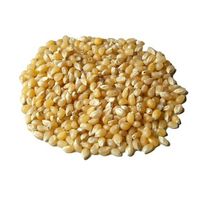 Maíz Amarillo Seco de Grano Entero de Primera Calidad para Exportación a Granel, Cosecha Seleccionada para Importadores Globales que Requieren Suministros Agrícolas Limpios - Product Image 3