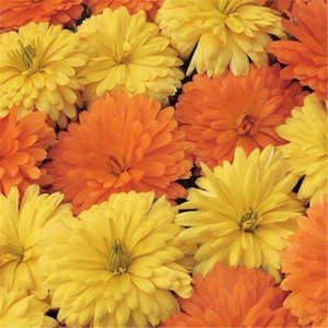 100% Pure Calendula Carrier Oil Cantidad a granel para masaje corporal Cuidado DE LA PIEL Cabello-Natural Asequible Mejor valor - Product Image 5