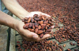 Granos de Cacao Fermentados y Secos de Primera Calidad, Grado A/AA, 100% Puros para la Elaboración de Chocolate y Uso en Panadería, OEM Austria - Product Image 6