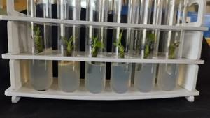 Tubes de culture stériles avec couvercle respirant Borosilicate Idéal pour les conteneurs de culture tissulaire - Product Image 6