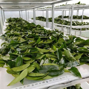 ใบเต้าเจียแห้งสำหรับชาสมุนไพร ราคาดีที่สุดจากเวียดนาม คุณภาพสูงและราคาดีที่สุดสำหรับผู้ค้าส่งในปี 2026 - Product Image 2