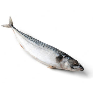 Pescado Atún del Pacífico Orgánico Congelado de Gran Tamaño 300g, Atún del Pacífico/Caballete del Pacífico Congelado Entero para Exportación - Product Image 3