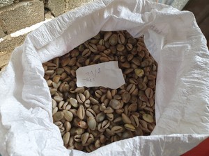 [VENTA EXITOSA] |   3 Piezas de Conchas de Caracol Ermitaño Pequeñas, Color Amarillo, Blanco, Verde y Plateado, Decoración para el Hogar, Venta al por Mayor, Vietnam - Product Image 2