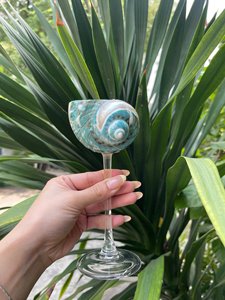 เปลือกหอยทะเลสีขาว Sea Glow White Turbo Shell Glass งานแฮนด์เมดจากเปลือกหอยธรรมชาติ สำหรับตกแต่งบาร์ โรงแรม ร้านอาหาร ราคาขายส่งที่ดีที่สุด - Product Image 2