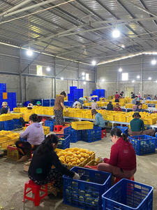 Mango Deshidratado Procesado al Vacío, Paquete a Granel, Dulce y Masticable, Snack Premium, Origen Vietnam - Product Image 4