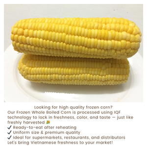 ข้าวโพดหวานต้มสุกทั้งลูกแช่แข็ง IQF คุณภาพพรีเมียมจากเวียดนาม - Product Image 3