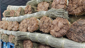 Materiales de artesanía para muebles de hierba marina hechos en Vietnam, en paquetes de 25/50 kg, al mejor precio, OEM, longitud de 1.2m-2.0m, agrícola - Product Image 4