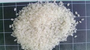 EXPORTACIÓN DE ARROZ JAPONÉS DE GRANO CORTO DE ALTA CALIDAD 5% DE GRANO PARTIDO / MEJORES EXPORTADORES, DISTRIBUIDORES Y PROVEEDORES EN TODO EL MUNDO LINDA - Product Image 5