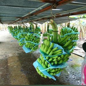 ขายส่งกล้วยคาวเอนดิชออร์แกนิก 100% คุณภาพสูง สดใหม่ สีเขียว สำหรับส่งออก ผู้จัดจำหน่ายชั้นนำ มาตรฐานสากล ราคาดีที่สุด - Product Image 3