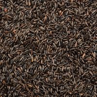 Graines de qualité export, soigneusement nettoyées, à forte teneur en huile, pour applications alimentaires, y compris les graines de Niger