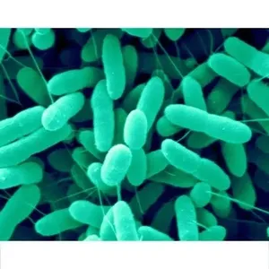 Fertilizante Biológico en Polvo de Alta Calidad Marca IGC 100% Puro Rhizobium Japonicum para Tratamiento de Semillas de Cultivos Leguminosos - Product Image 3