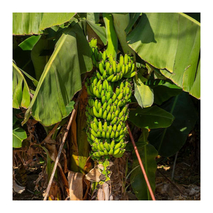 Bananes Cavendish vertes de qualité export, récolte fraîche de première qualité pour le commerce international et la chaîne d'approvisionnement commerciale - Product Image 6