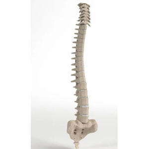 Modelo de Columna Vertebral Humana de 85 cm de Altura, de Primera Calidad, para Uso en Facultades de Medicina - Product Image 1
