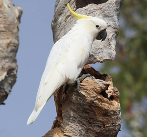 Cacatua de Cresta Azul, Aves Ornamentales Vivas, NMF (PVT) LTD Sudáfrica, para Cría Avícola, Suministro al por Mayor - Product Image 2