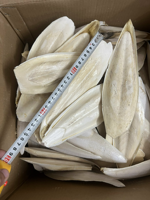 Exportateur et fournisseur d'os de seiche du Vietnam, 4-6 pouces, boîte de 10 kg, calcium naturel pour oiseaux et reptiles 14.1