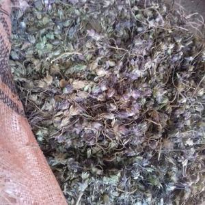 หญ้าหอมแห้ง/กุเล ซูฟา - Product Image 1