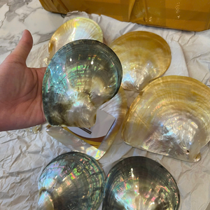 High Quality Vietnam Mix Seashell For Industrial Craft Making And Wholesale Interior Design Pieces 99 Gold Data Co - Product Image 5