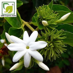 Aceite Absoluto de Jazmín Auriculatum a Granel, Calidad de Exportación, Esencia Natural de Flor para Formulaciones de Fragancias de Alta Gama - Product Image 3