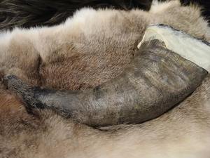 Soporte de Cuerno Pulido Ecológico Moderno para Bebidas, de Buey o Búfalo, para Cerveza, Cuernos Naturales, PERFECT ENTERPRISES - Product Image 5