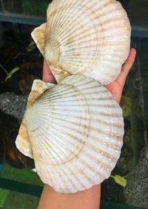 เปลือกหอย2024ร้อนๆจากเวียดนาม-หอยเชลล์-เปลือกหอยปูเปลือกหอยสำหรับงานฝีมือ (ms.thi) - Product Image 6