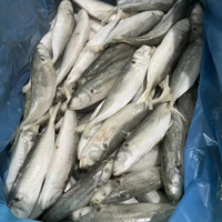 Maquereau entier congelé IQF, poisson de mer chinois, basa, scad rond, qualité supérieure, délicatesse aquatique, carton de 10 kg