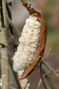 Fibre de Kapok Naturelle en Gros pour Remplissage d'Oreillers |   Oreillers en kapok de qualité supérieure en gros |   Remplissage durable à base de plantes végétales - Product Image 5