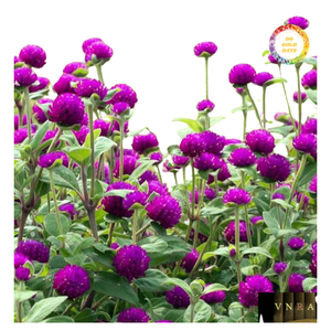 Flores Secas de Amaranto Globo Seleccionadas a Mano con Procesamiento Ecológico, Ideales para Arreglos Florales, Proyectos de Bricolaje y para Té - Product Image 2