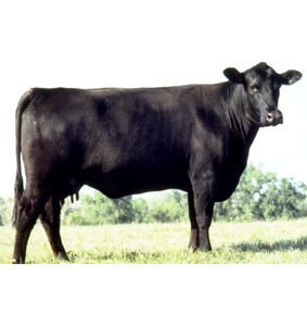 Bœuf Black Angus de qualité supérieure - Livraison en 7 à 14 jours, longue durée de conservation, marque NMF (PVT) LTD pour les achats en gros et le commerce B2B mondial - Product Image 4