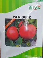 Semences de tomates CRADLE of LIFE pour l'agriculture - Rendement élevé, durée de conservation de 12 mois, scellées sous vide, prêtes à la plantation