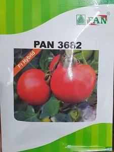 CRADLE of LIFE Tomato Seeds for Farming-High-Yield 12 Month Shelf Life Ready for Planting - Product Image 2
