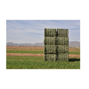 Best Price Bulk Alfalfa Hay Grass Bales For Cattle Feed - Product Image 5