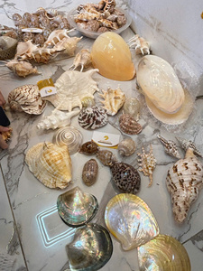 โรงงานเวียดนาม จำหน่ายเปลือกหอยสังข์ขนาดเล็กแบบธรรมชาติ สำหรับงานฝีมือ ของที่ระลึก ของตกแต่ง จำหน่ายส่งออกจำนวนมาก - Product Image 5