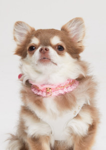 (20 to 25) <b>Crystal</b> Collar for Cat and Dogs, Luxury Collars for Cats , Dog Collars and Leash , Unique Pet Product , Cat Collars - Product Image 1
