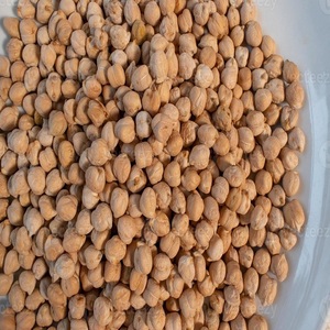 Garbanzos (Kabuli Chana Chole) - Ricos en Nutrientes, 24 Meses de Duración, Almacenamiento a Temperatura Ambiente - Product Image 5