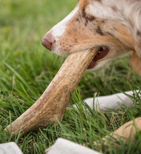Alimento Masticable para Perros al por Mayor, Envío a Todo el Mundo, Producto Sólido 100% Natural, Alimento Masticable para Perros de Cuerno de Búfalo, Hecho a Mano por Fabricante - Product Image 2