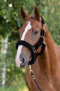 Black Nylon <b>Horse</b> Lead Rope with <b>Brass</b> Hardware and Padded Design for Secure Handling - Product Image 2