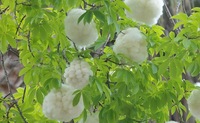 100% algodón Gon natural de material de patrón crudo de fruta de algodón para hacer osos de peluche