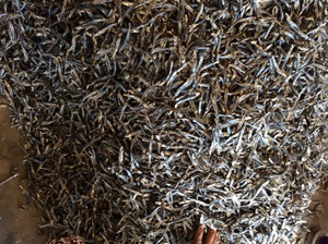 Export Grade Dried Anchovy Natural Origin <b>Raw</b> <b>Material</b> For Food Industry Bulk Supply Professional <b>Packaging</b> Global Support Agent - Product Image 3