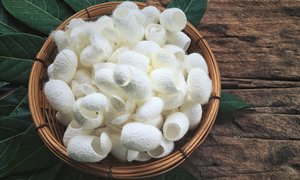 Capullos de Seda de Alta Calidad |   Exportador de Vietnam de Seda Cruda y para Uso Cosmético - Product Image 2