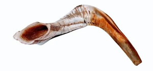 Corne de Shofar en matériau organique écologique, fabriquée sur mesure pour des usages religieux juifs, qualité supérieure - Product Image 5